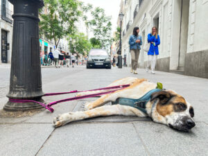 Perro en Madrid